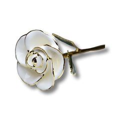 24k Gold dipped white rose